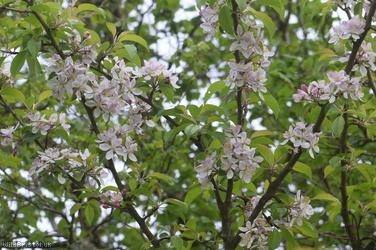 Crab Apple