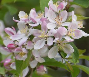 Crab Apple