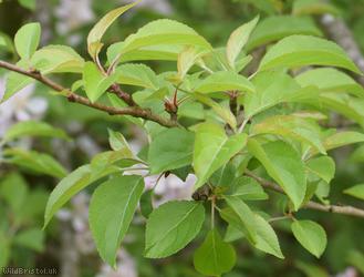 Crab Apple