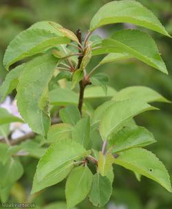 Crab Apple