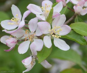 Crab Apple