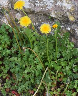 Green Dandelion