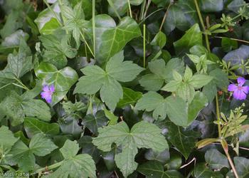 Knotted Crane's-bill
