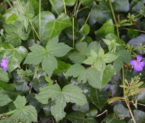 Knotted Crane's-bill