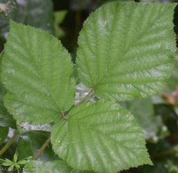 English Serpent Bramble
