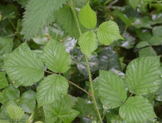 English Serpent Bramble