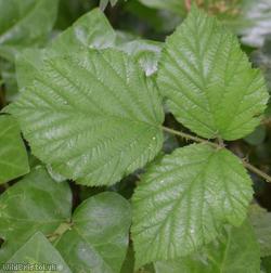 English Serpent Bramble