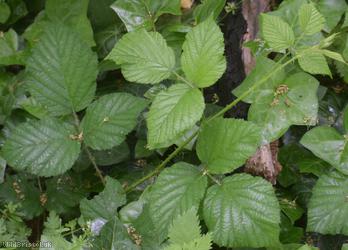 English Serpent Bramble