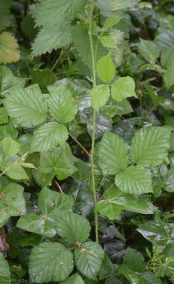 English Serpent Bramble