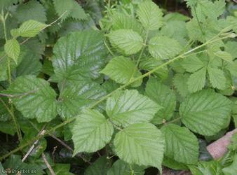 English Serpent Bramble