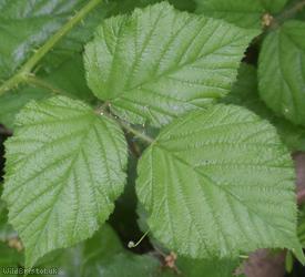 English Serpent Bramble