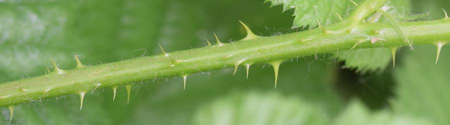 English Serpent Bramble