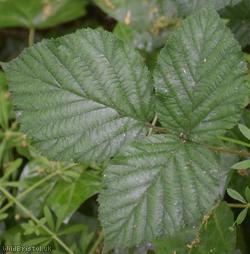 English Serpent Bramble