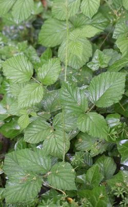 English Serpent Bramble
