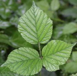 English Serpent Bramble