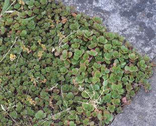 Lesser Caucasian-Stonecrop