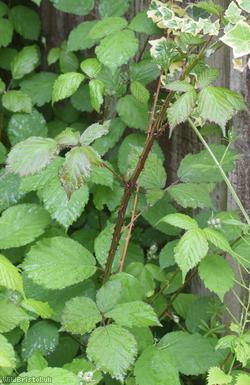 Red-tinted Bramble