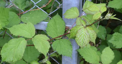 Red-tinted Bramble