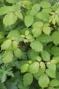 Red-tinted Bramble