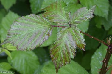 Red-tinted Bramble