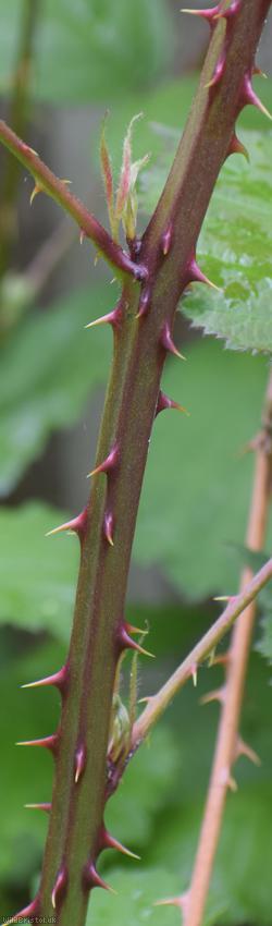 Red-tinted Bramble