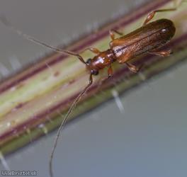image for Brown Longhorn Beetle