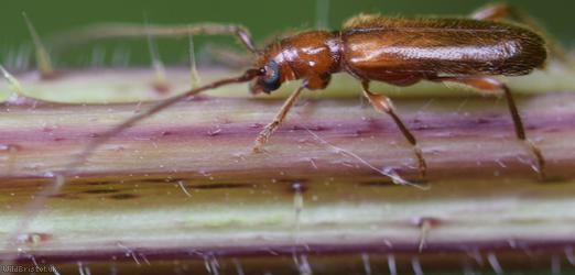 Brown Longhorn Beetle