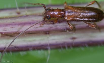 Brown Longhorn Beetle