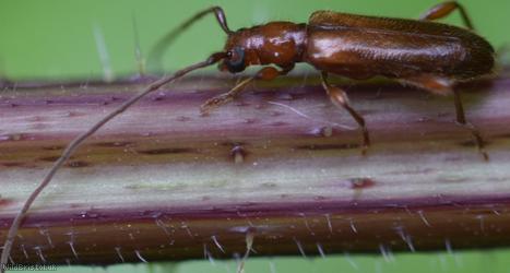 Brown Longhorn Beetle