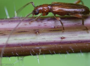 Brown Longhorn Beetle