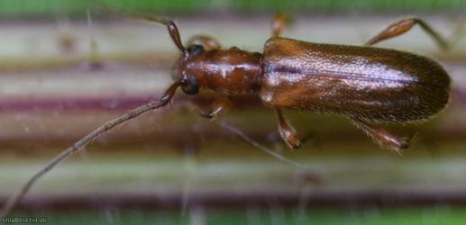 Brown Longhorn Beetle
