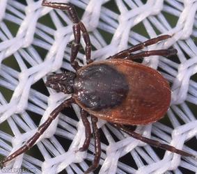 Castor Bean Tick