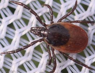 Castor Bean Tick