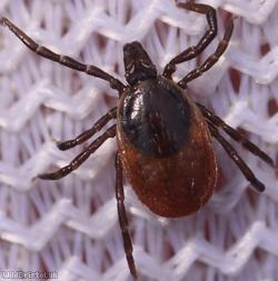Castor Bean Tick