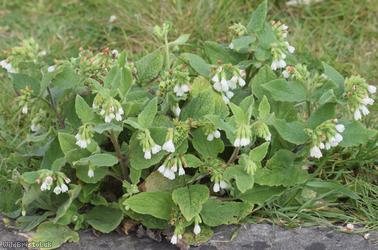 White Comfrey