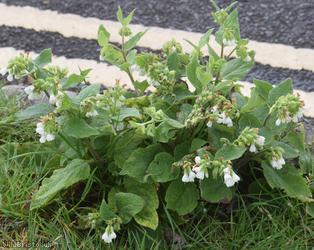White Comfrey