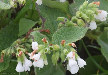 White Comfrey