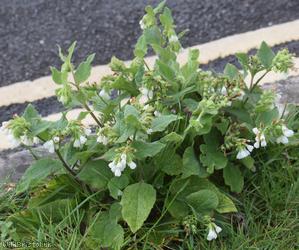 White Comfrey