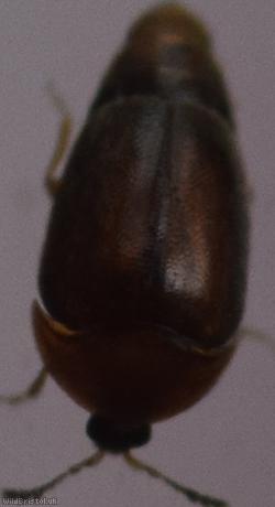 Sericoderus lateralis