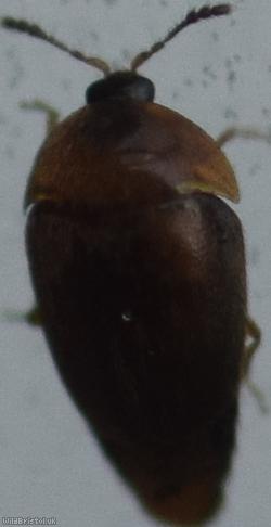 Sericoderus lateralis