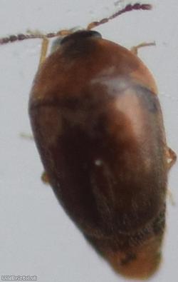 Sericoderus lateralis