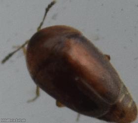 Sericoderus lateralis