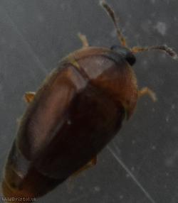 Sericoderus lateralis