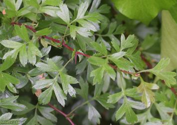 Common Hawthorn type 85