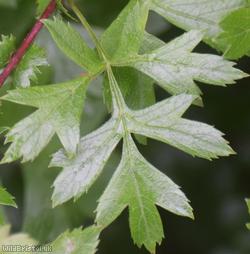 Common Hawthorn type 85