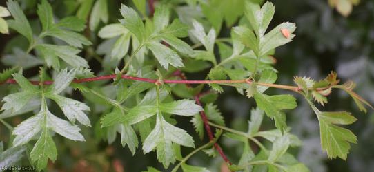 Common Hawthorn type 85