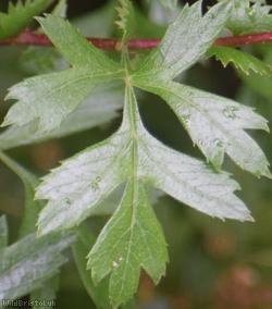 Common Hawthorn type 85