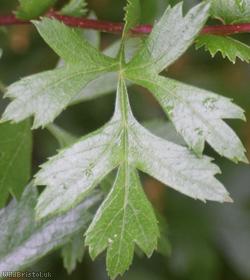 Common Hawthorn type 85