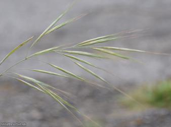 image for Ripgut Brome