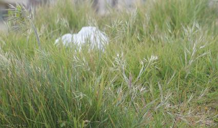 Ripgut Brome